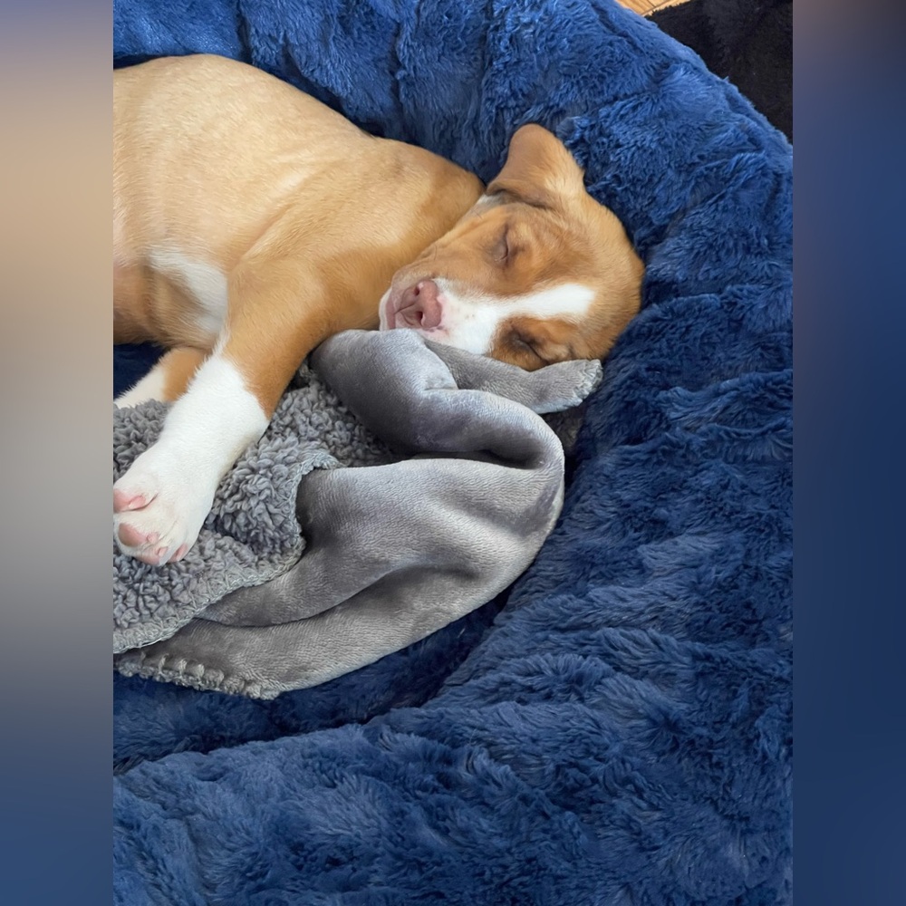 Meet your Posher, Julie